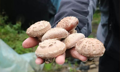 卫东蘑菇技术培训的六大特色